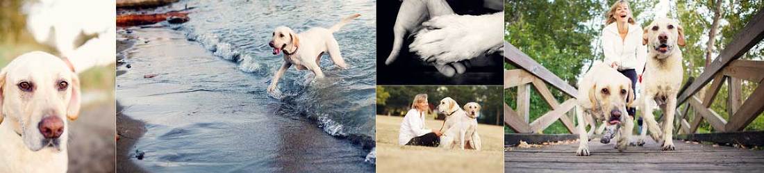 dobbydogphotos